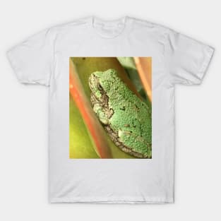 Succulent Tree Frog T-Shirt